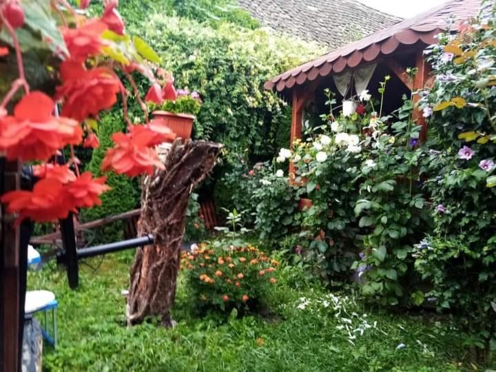 Ferienwohnung Casa Florilor Barcut Exterior foto